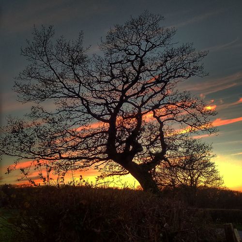 Silhouette of trees at sunset