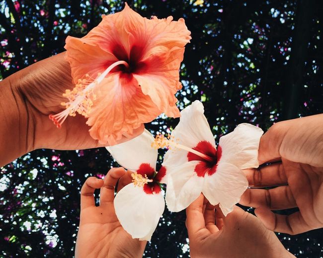 Cropped image of friends holding hibiscus against tree