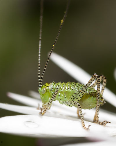 Grasshopper on top of a flower