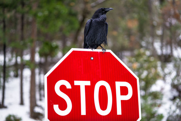 Close-up of a bird perching on a sign