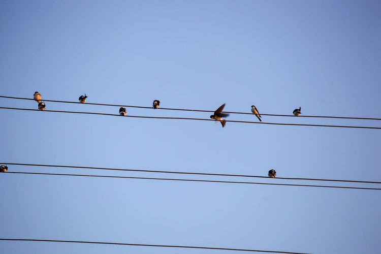 The swallows, martins and saw-wings, or hirundinidae, are a family of passerine birds
