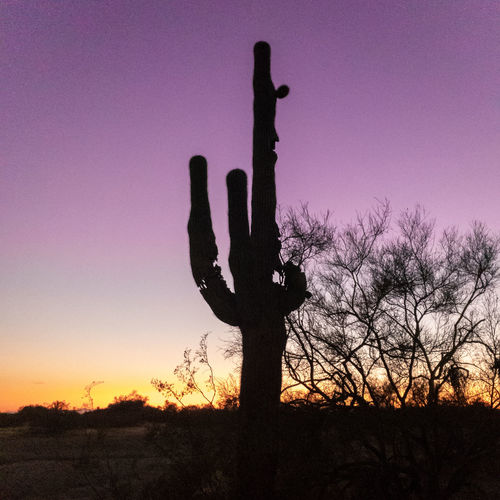 Silhouette cactus on field against sky during sunset