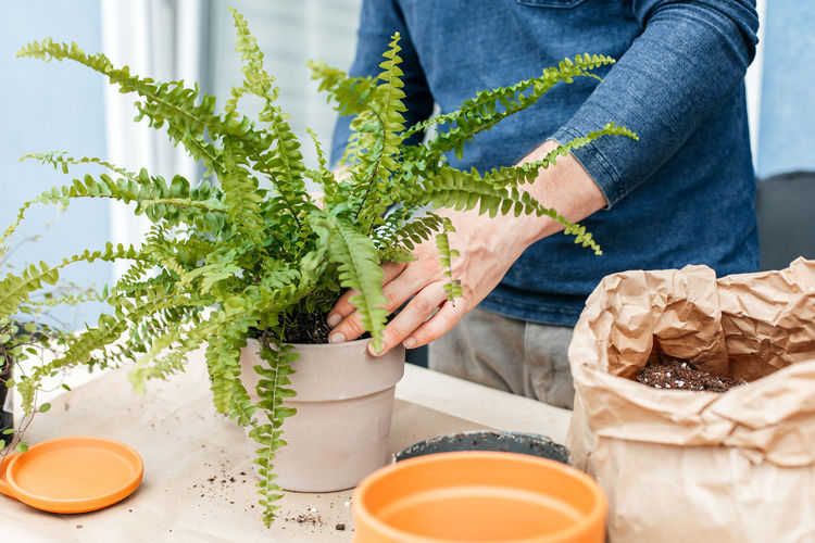 Close-up of male hands transplanting homemade fern into a ceramic pot.
