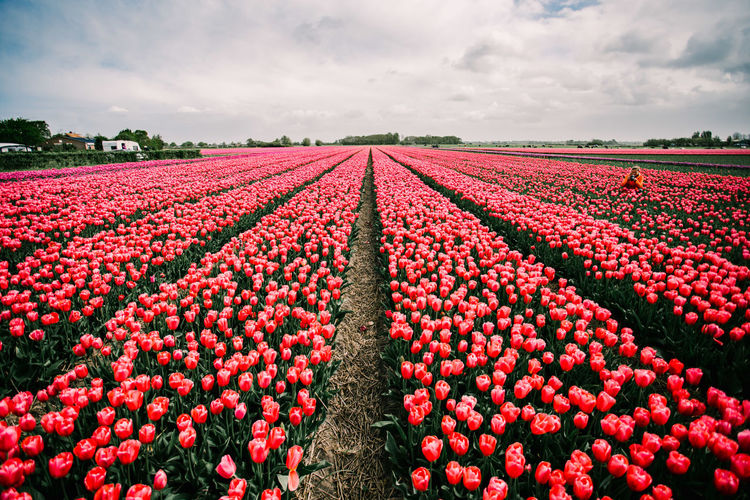 Red orange tulip fields heading to the horizon outside amsterdam. 