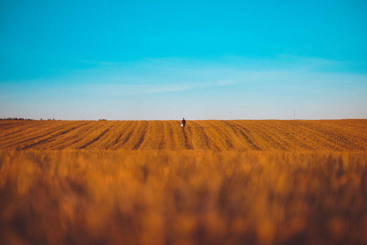 Person walking on agricultural field against sky