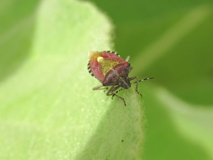 Berry bug on a leaf