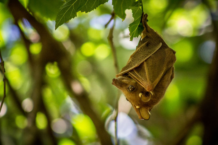 Big fruit bat hanging in a tree