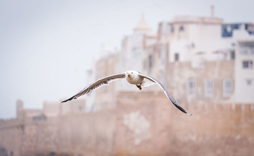 Close-up of seagull flying against buildings in city