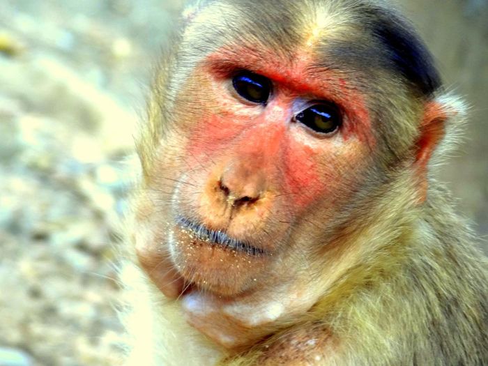 Close-up portrait of rhesus macaque