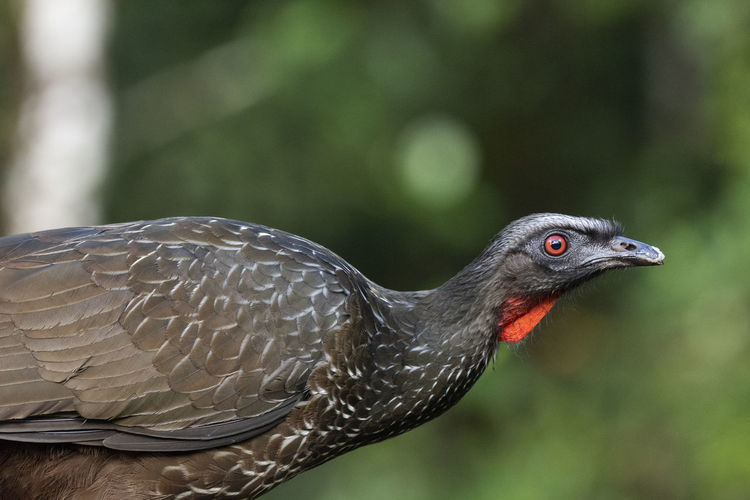 Close-up of big black bird with red neck on the rainforest
