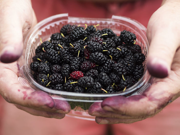 Male hands, smeared with blue juice, keep the mulberry berries