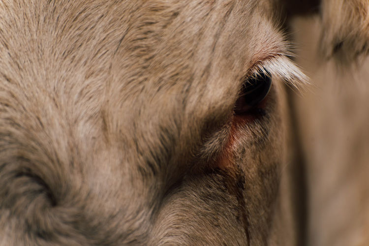 Close-up of a horse. close-up of a cow