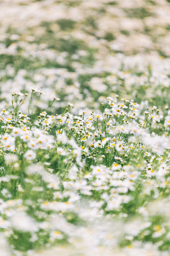 Meadow with a lot of white flowers