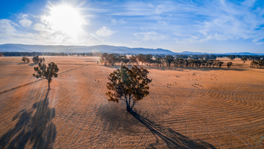 Sunshine with lens flare above grasslands and scattered trees in australia - aerial panorama