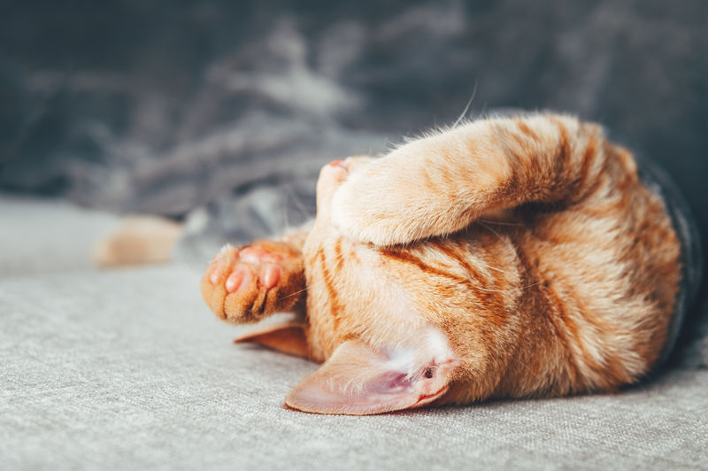 Cute little ginger kitten sleeps on the sofa under grey soft blanket