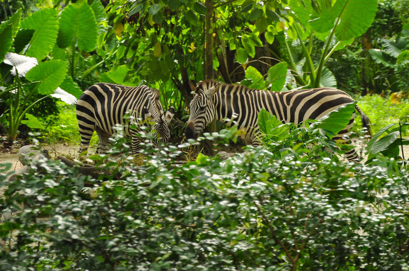 View of zebras in forest