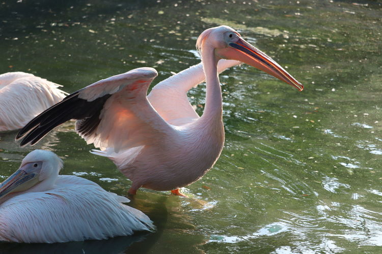 View of pelican in water  lake, pelican opened wings in air, the great white pelicans birds
