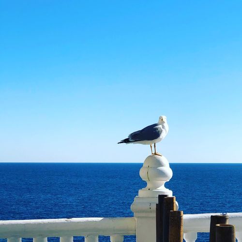 Seagull perching on a sea against clear sky