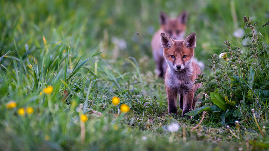 Portrait of fox pup standing on grassy field