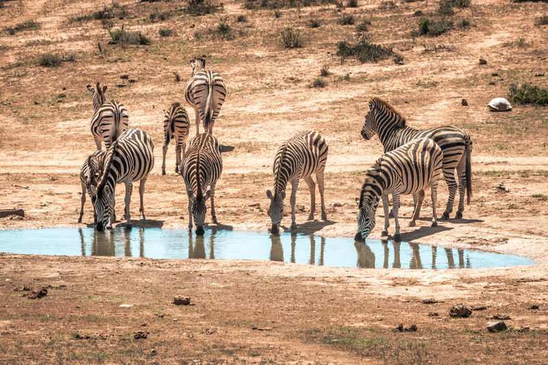Zebras drinking water in forest