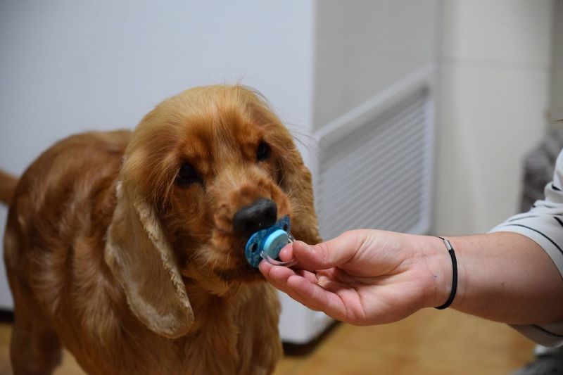 Cropped hand putting pacifier in dog mouth
