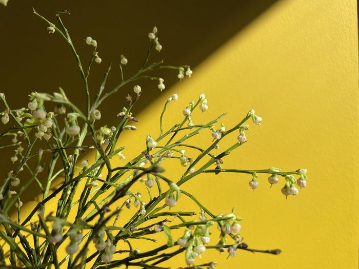 Close-up of yellow flowering plant against wall