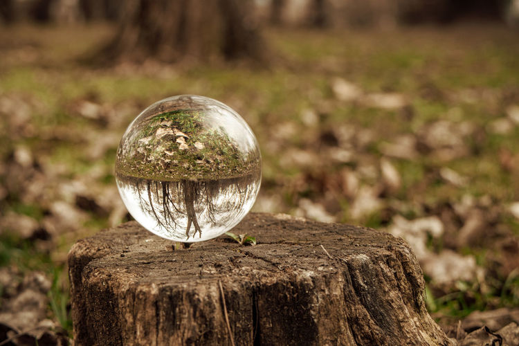 Close-up of crystal ball on tree stump