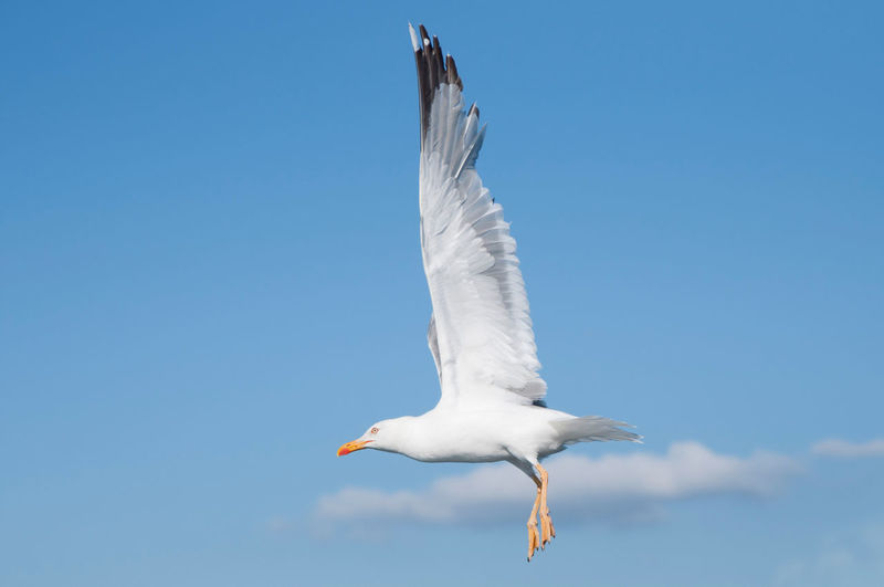 Close up of a flying seagull with open wings. blue sky, galicia, spain, europe