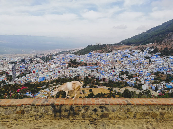 Goat over the blue city - view of a horse on landscape against the sky
