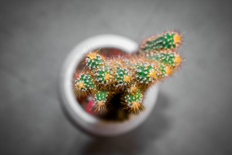 Directly above shot of cactus on floor
