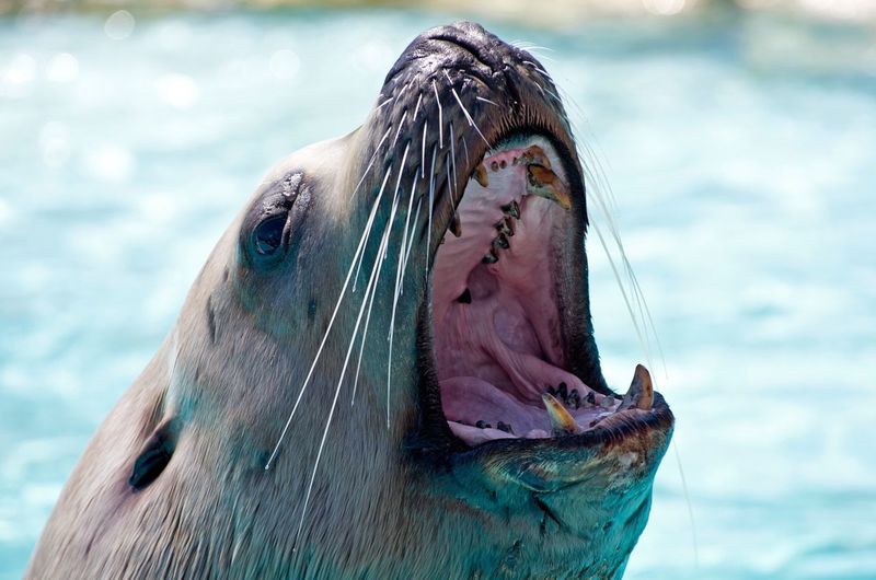 Close-up of seal with mouth open 