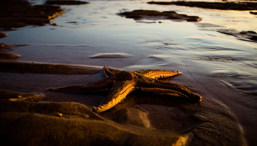 Starfish at beach during sunset