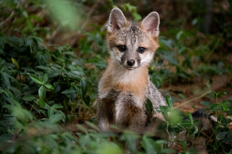 Close up portrait of baby gray fox in the wild