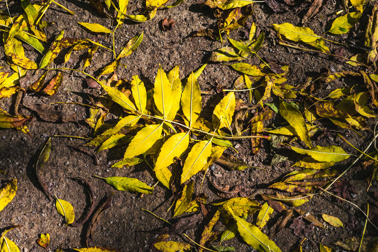 Close-up view of yellow leaves