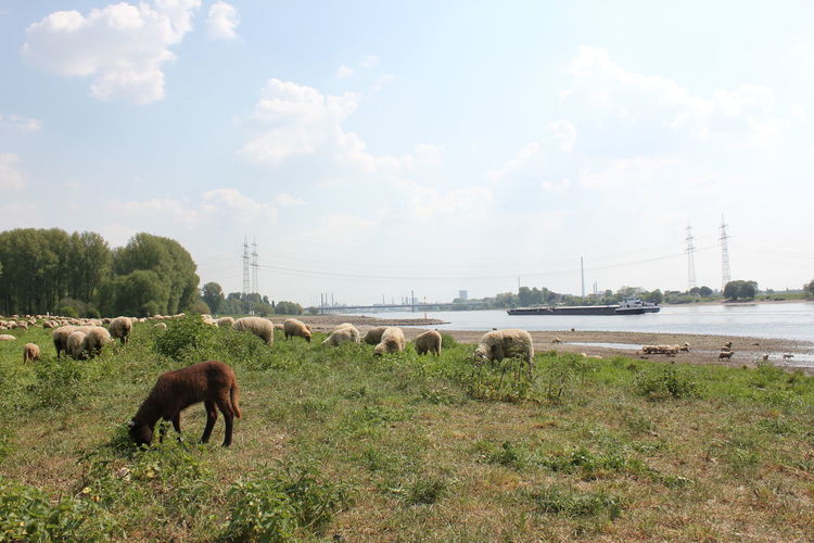 Sheep grazing on field by river against sky