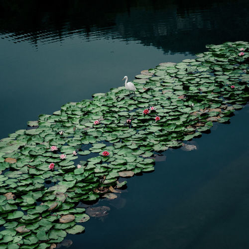 Scenic view of water lily amidst leaves in lake