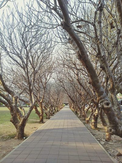 Footpath amidst bare trees in park