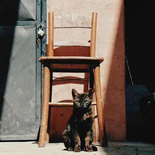 Portrait of cat sitting on chair