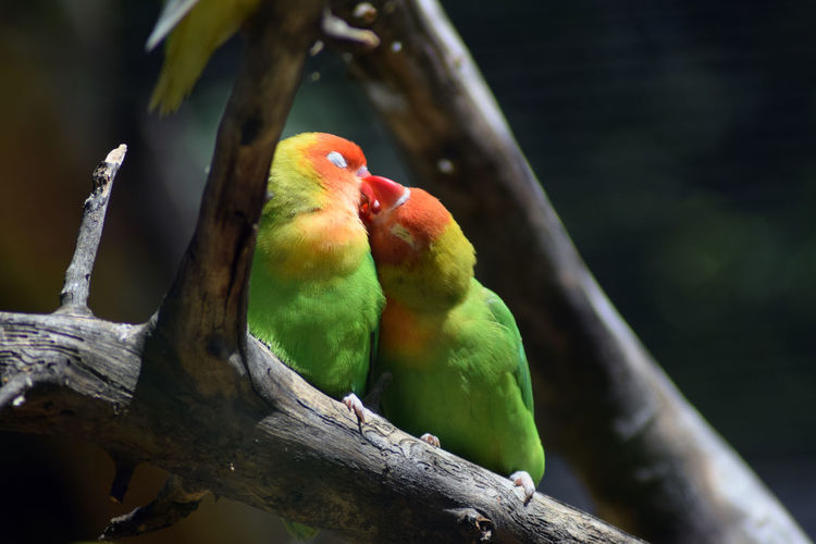 Close-up of parrot kissing on tree