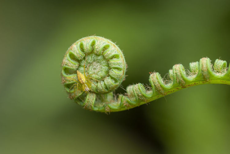 Close-up of fern bud