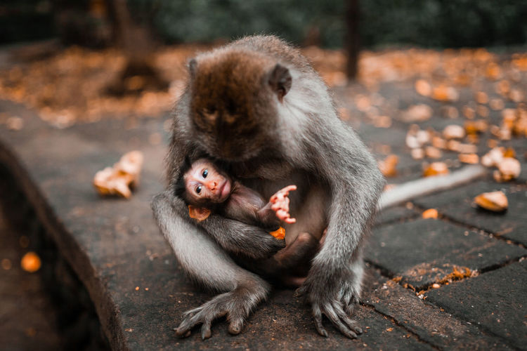 Mother balinese long tailed monkey holding her baby