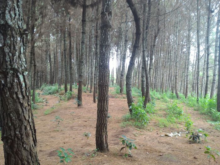 Trees in forest