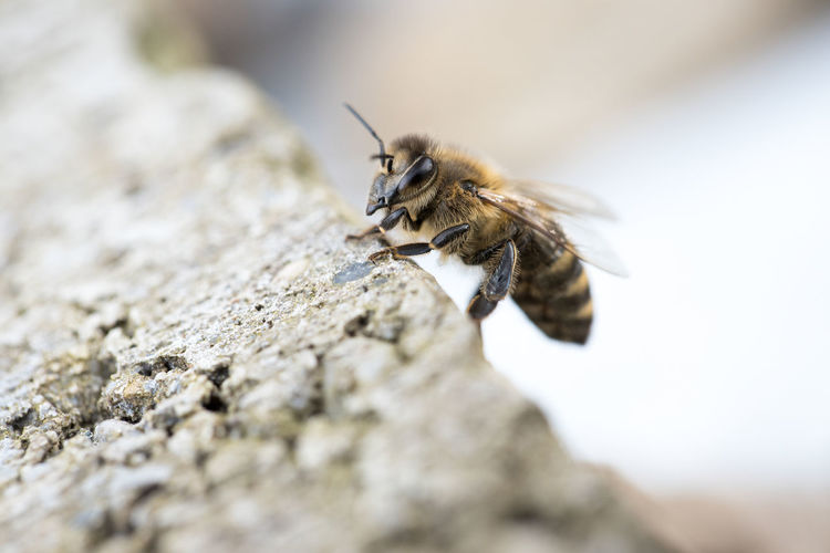 Close-up of bee on rock