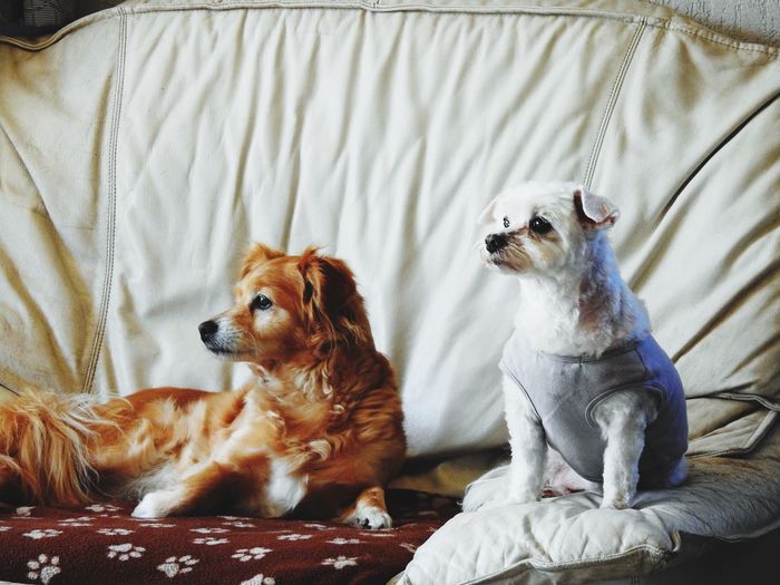 Close-up of two dogs relaxing on bed
