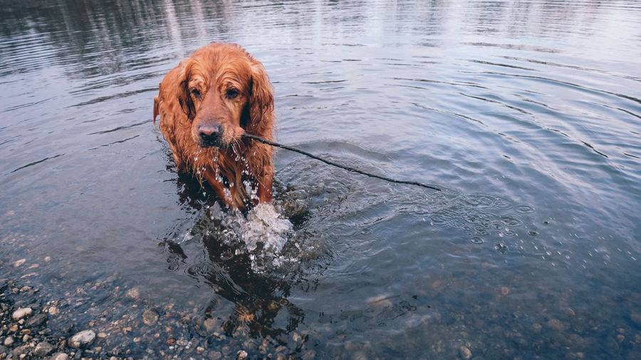 Dog in lake