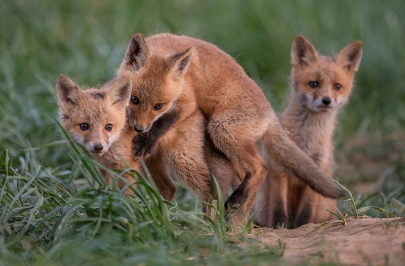 Close-up of foxes on grassy field at forest