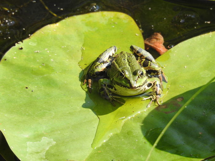High angle view of frog floating on lake