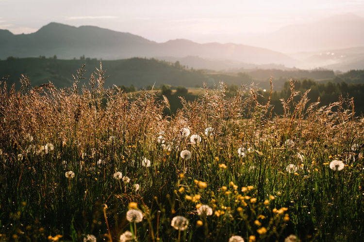 Dandelion and plants growing on field against mountain and sky during sunrise