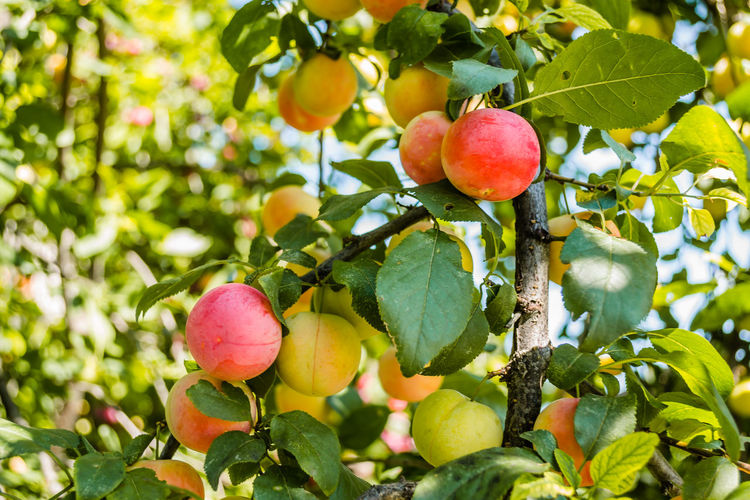 fruit