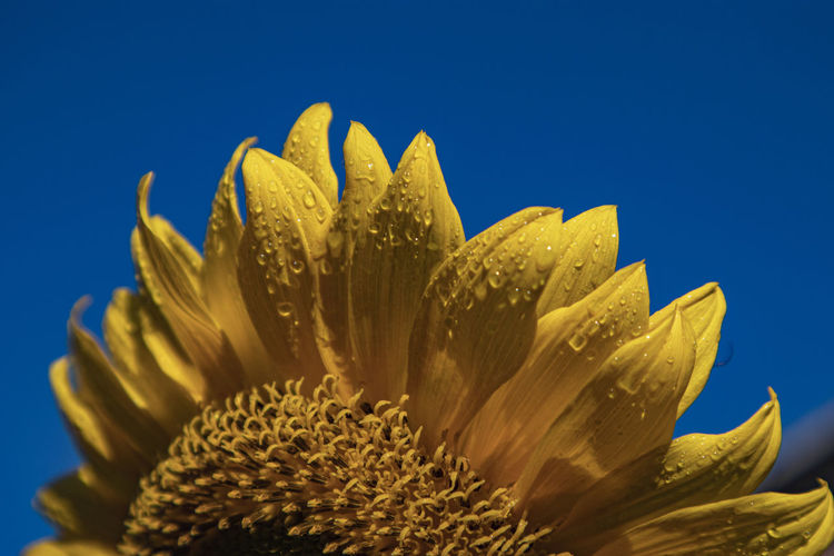 Close-up of yellow flower against clear sky